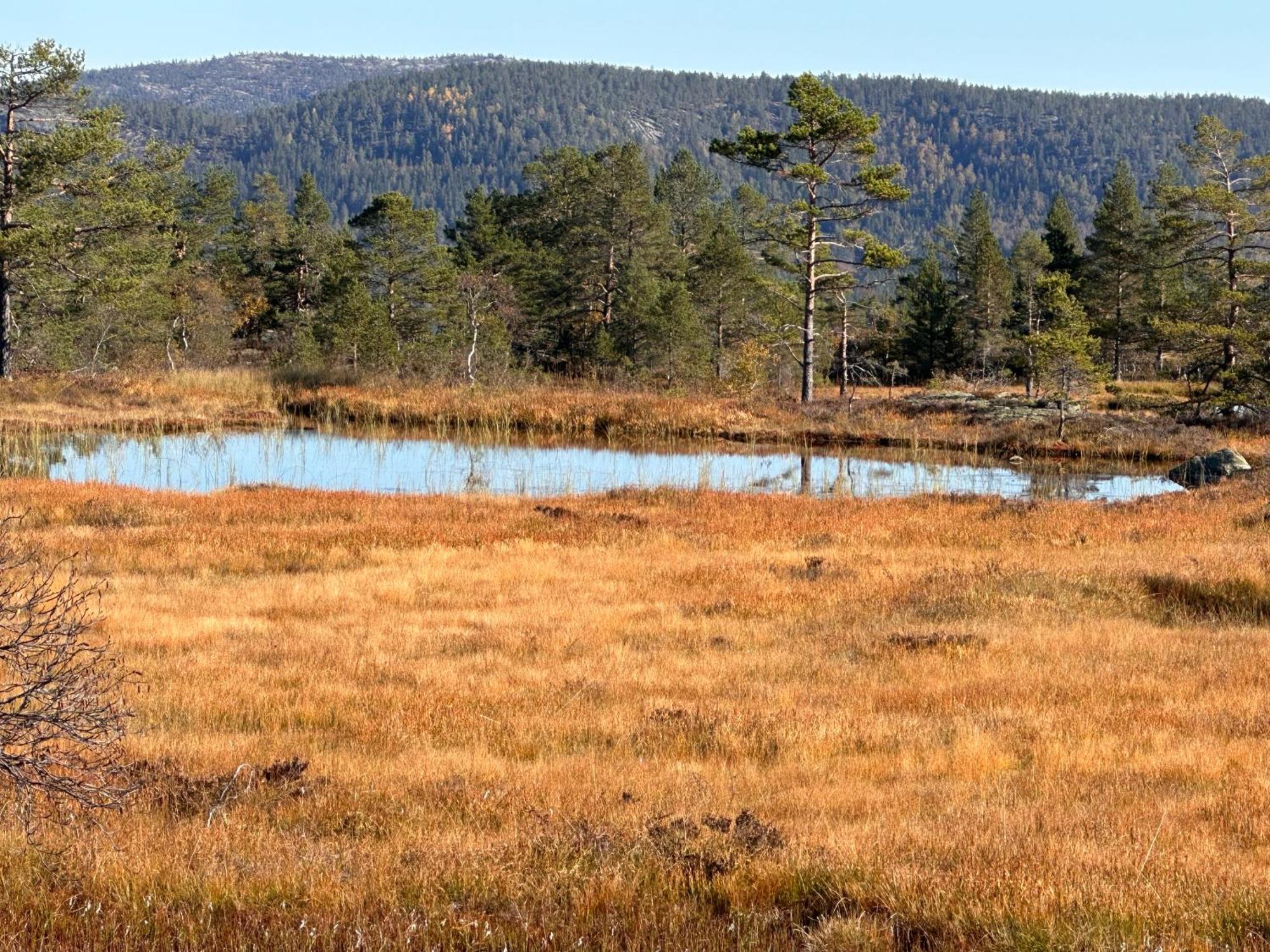 Modern Northern Lights Cabin Drangedal Εξωτερικό φωτογραφία